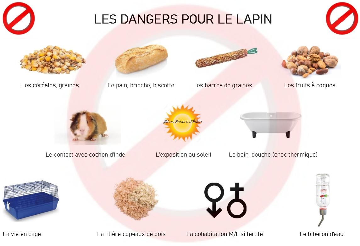 Dangers lapins